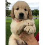 Golden Retriever 4