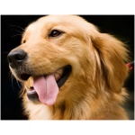 Golden Retriever 5