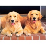 Golden Retriever 6