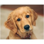 Golden Retriever 7
