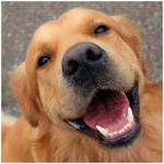 Golden Retriever 8