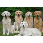 Golden Retriever 9