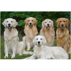 Golden Retriever 9