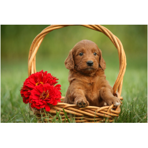 Goldendoodle 9