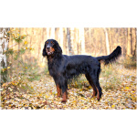 Gordon Setter 0