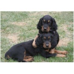Gordon Setter 1