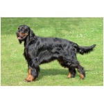 Gordon Setter 4