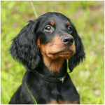 Gordon Setter 5