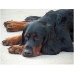 Gordon Setter 9