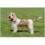 Grand Basset Griffon Vendeen 9