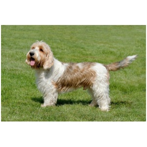 Grand Basset Griffon Vendeen 9