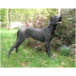 Great Dane 3