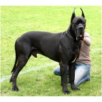 Great Dane 8