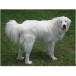 Great Pyrenees 3