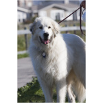 Great Pyrenees 6