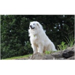 Great Pyrenees 7