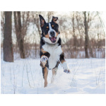 Greater Swiss Mountain Dog 9