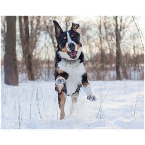 Greater Swiss Mountain Dog 9