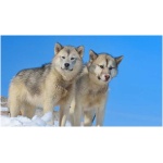 Greenland Dog 0