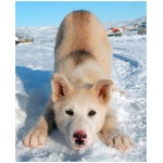 Greenland Dog 1