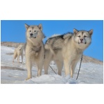 Greenland Dog 2