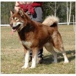 Greenland Dog 3