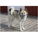 Greenland Dog 4