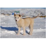 Greenland Dog 5