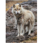Greenland Dog 6