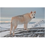 Greenland Dog 7