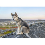 Greenland Dog 8