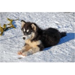 Greenland Dog 9