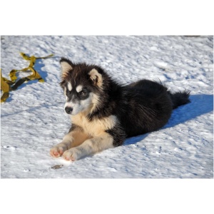Greenland Dog 9