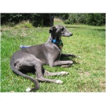 Greyhound 0