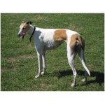 Greyhound 4