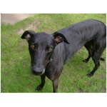 Greyhound 5