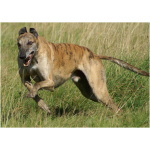 Greyhound 7