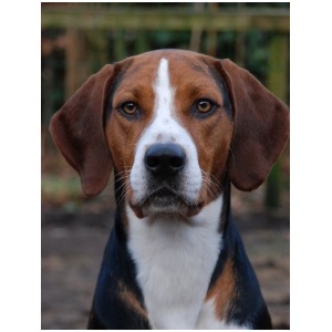 Hamilton Hound 8