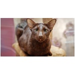 Havana Brown cat 1