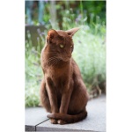 Havana Brown cat 3