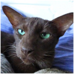 Havana Brown cat 8
