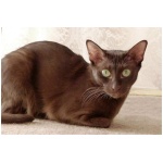 Havana Brown cat 9