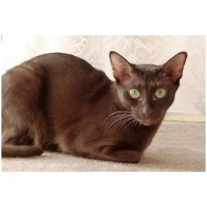 Havana Brown cat 9