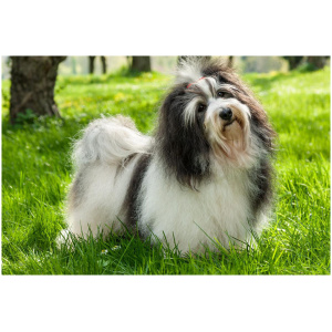 Havanese 9