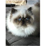 Himalayan cat 9