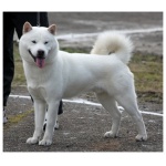 Hokkaido Dog 1
