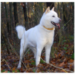 Hokkaido Dog 2