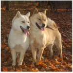 Hokkaido Dog 3