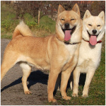 Hokkaido Dog 4