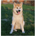 Hokkaido Dog 6